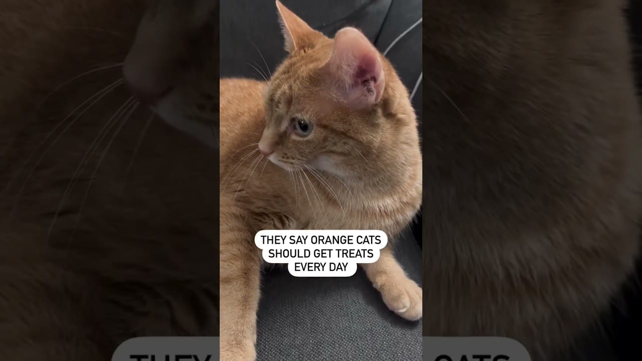#cats @funnyjunctionpets2023 #funnycats