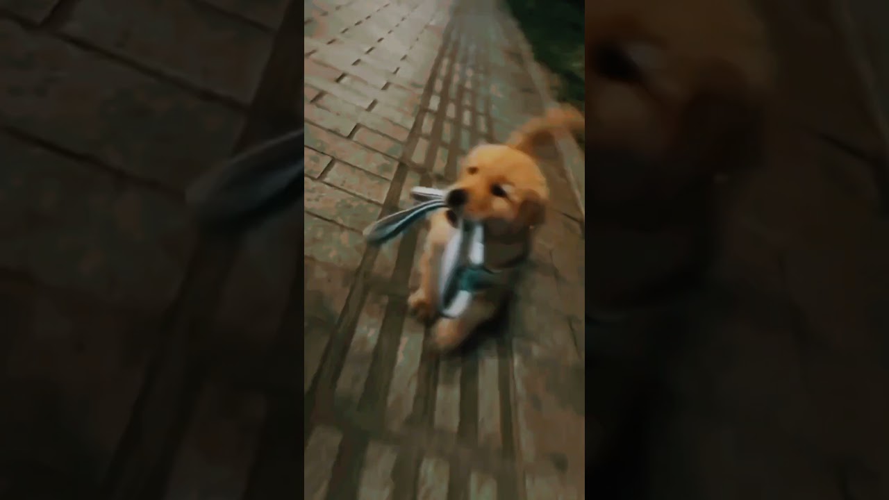 cute dog running #ytshorts #shortsvideo #viralclips #dog#reals