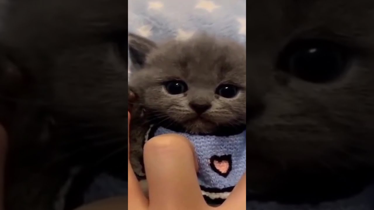 funny kittens and cats video compilation 2021. Cats and kitten doing funny things. Try not to laugh