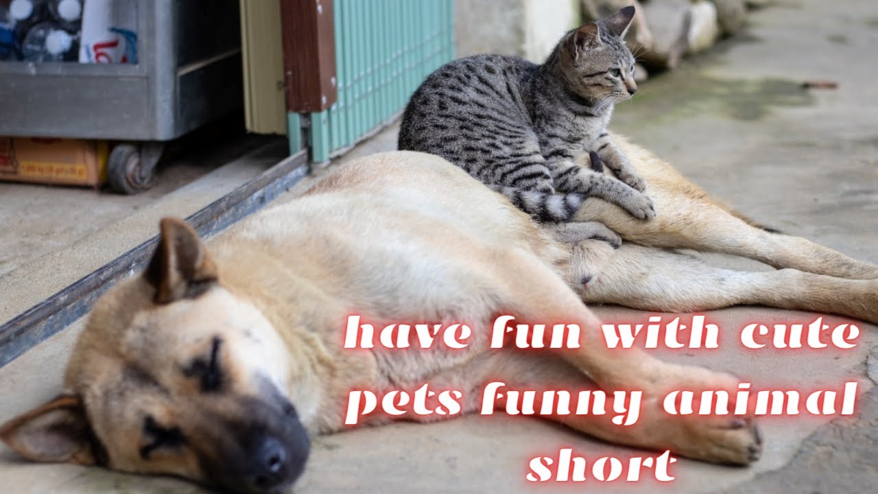 have fun with cute pets funny animal short
