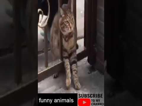 cute animals – funny animal videos – funny animals life – funny animals club #cats #dogs #shorts