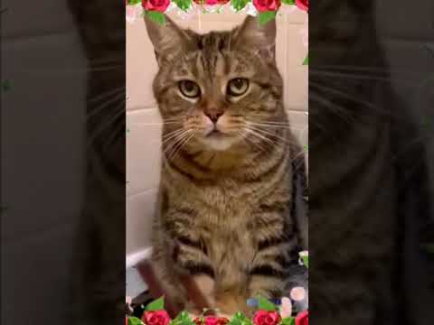 cute animals – funny animal videos – funny animals life – funny animals club #cats #dogs #shorts