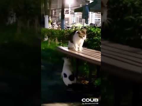Cat pranks