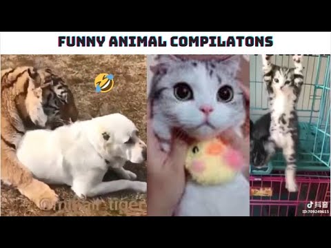 Cute And Funny Animals Compilation #7 – Try Not To Laugh  – Funny Animal Videos – Funniest Animals
