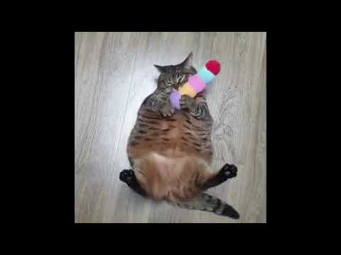 Funny Animals Pranks – Best Cute Animals Videos