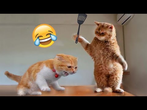 Funny animals – funny cats /dog – funny animal videos best videos of january 2023