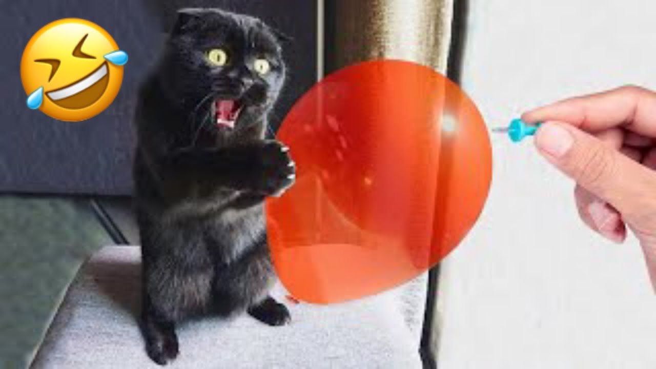 Funny cat videos || try not to laugh challenge || thucungfunny s3