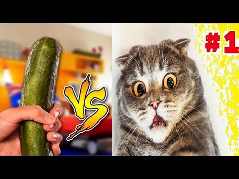 Funny cats vs cucumbers - funnu selection - #1