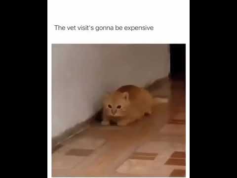 Hilarious Cat Memes Come to Life | Part 89 | #thedustycat #ytshorts #shorts