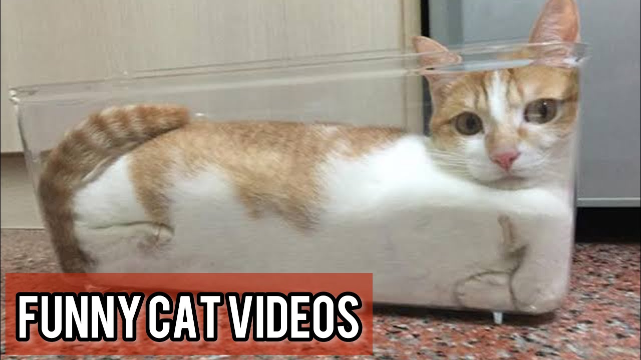 OMG Cute Cat Videos – Funny Cats Compilation #54