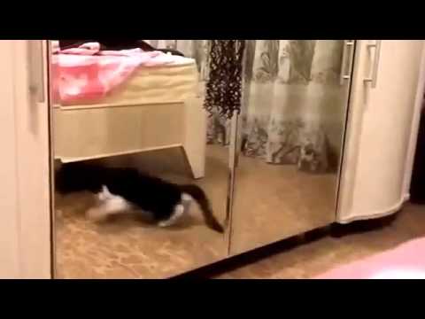 White Crazy Cat   Funny Animal Videos