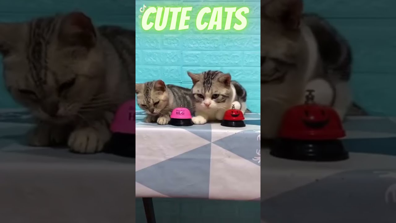 Wise Cats – Adorable and and Hilarious Cat Videos #SHORTS