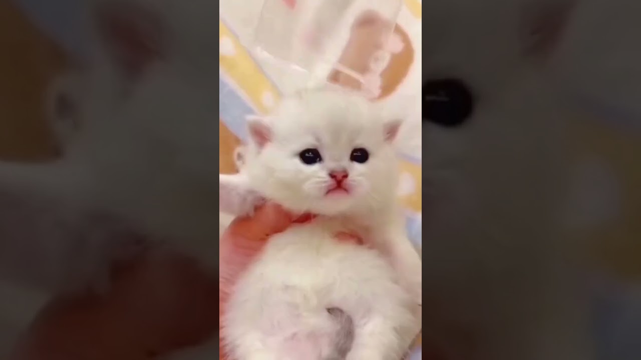 laugh-out-loud-with-the-funniest-cat-video-of-all-time-7-cat