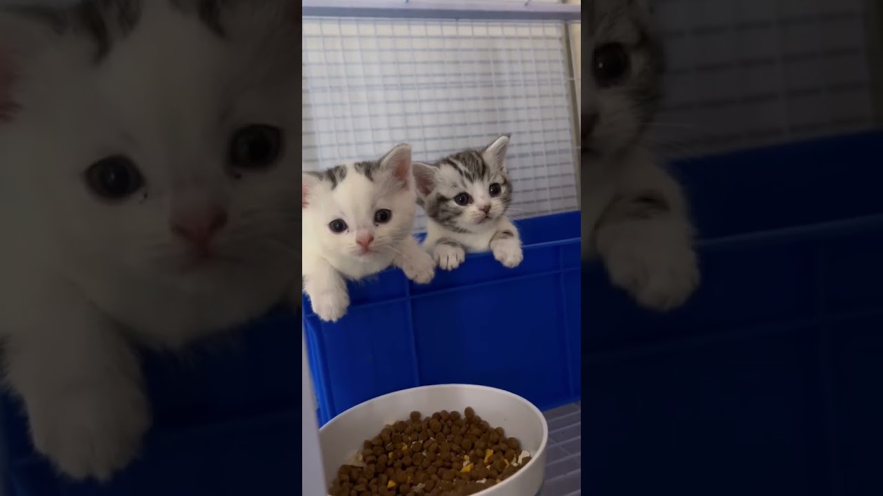 Cute Cats by Don Pets |#dog #dogsoftiktok #babydog #viral #foryou #trending #cat #catsoftiktok #usa