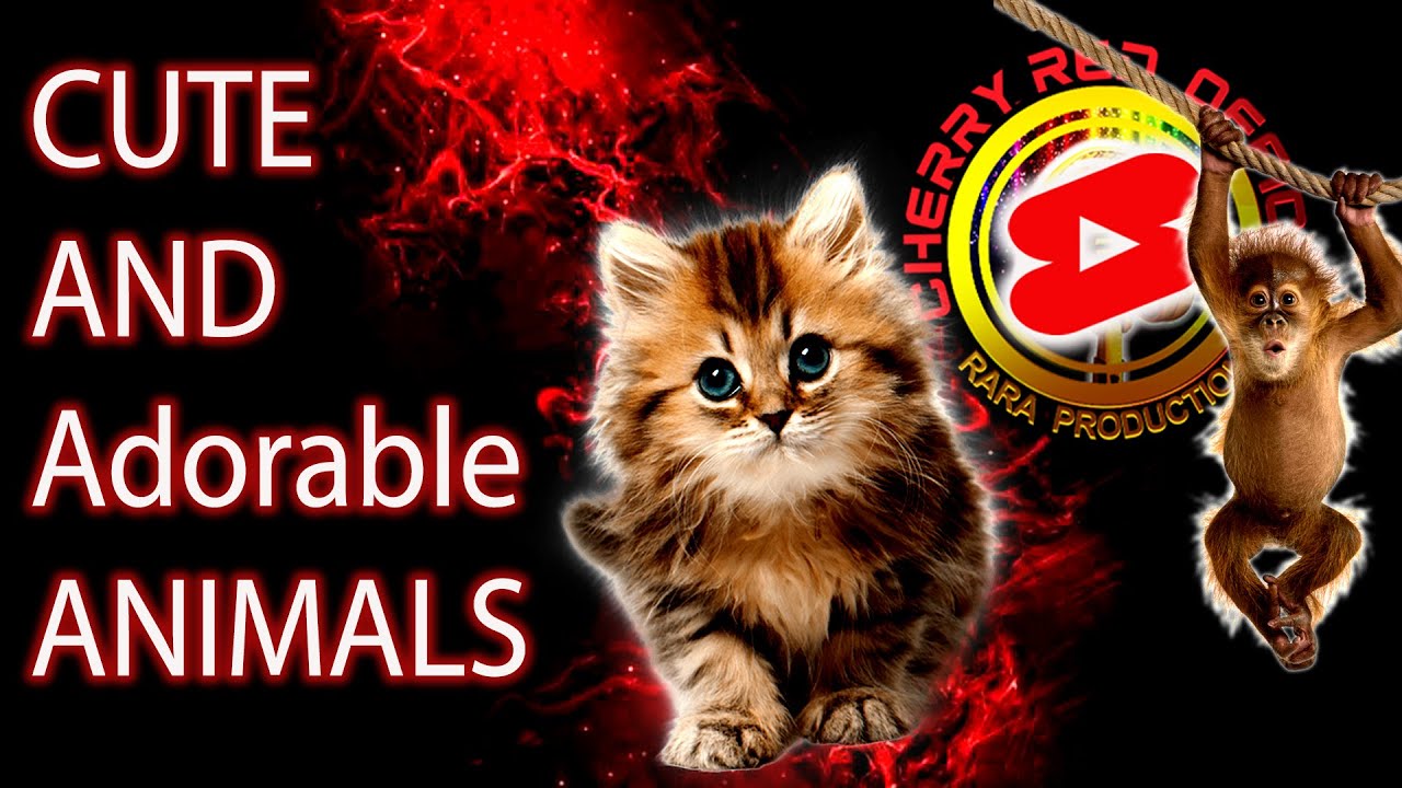 Cute And Adorable Animals Prank Shorts Cat Boarding Hotel Laguna