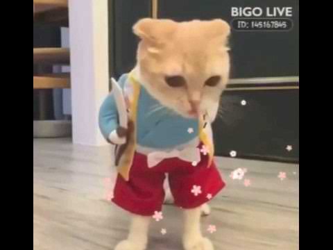 Hilarious Cat in Costume – So Funny!