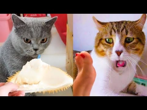 OMG Cute Cat Videos - Funny Cats Compilation #57