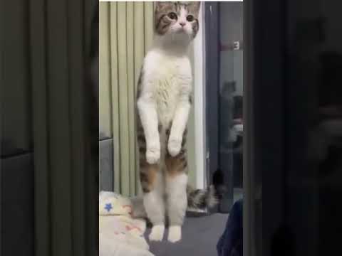 The Funniest Cats Ever 2021! Funny Cats Standing up #Shorts
