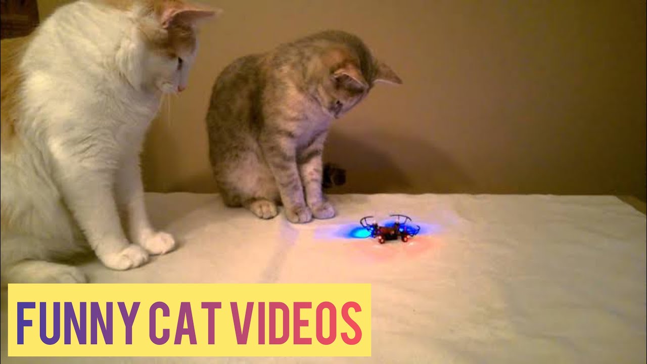 Proof That Cats Are The Most Dramatic Animals | Funny Cat Videos #83