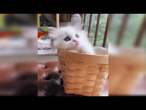 Baby Cats – Cute And Funny Cat Videos Compilation #2 | Izhar e ishq