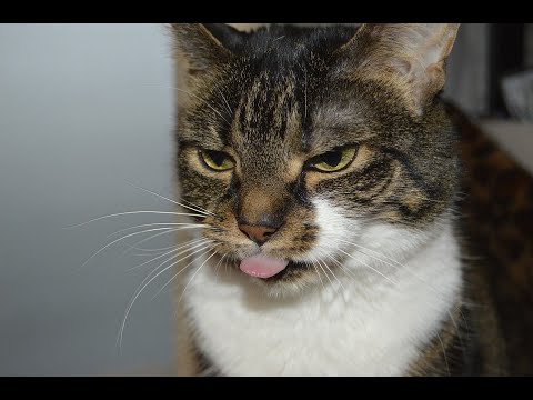 Funny Cat Fails 2020