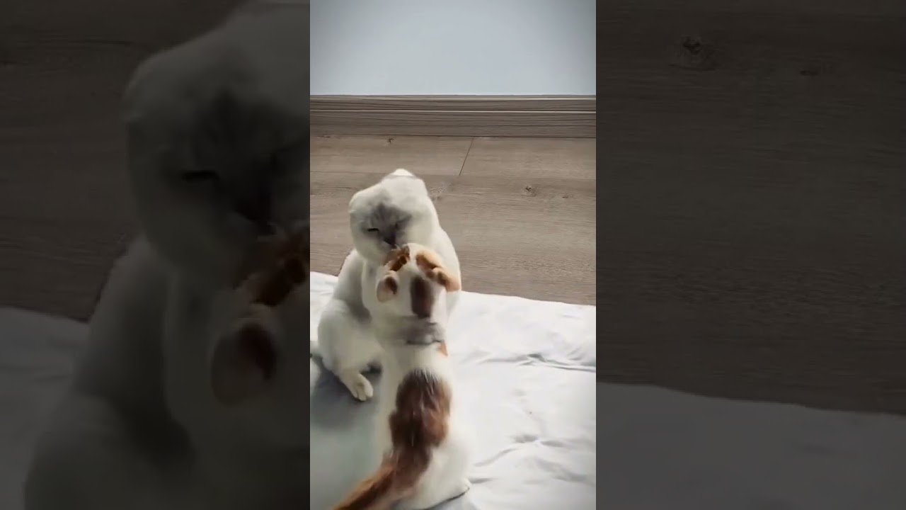 #122 #catcomedy #catfails #cathumor #funnycats #funnycatvideos