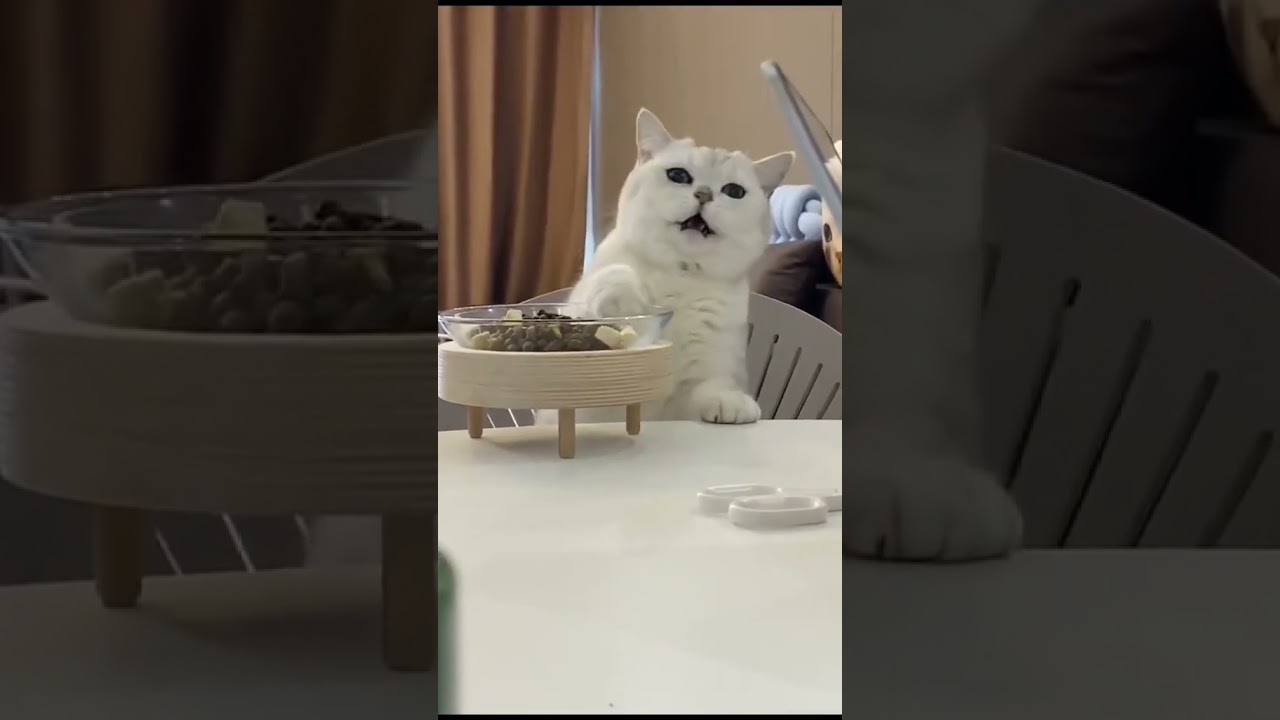 2023 Funniest Cat Videos You’ll Laugh So Hard You’ll Cry #112