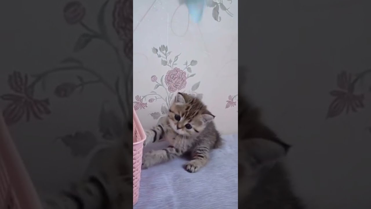 Cute Kitten Baby Cat Funny Cat Videos