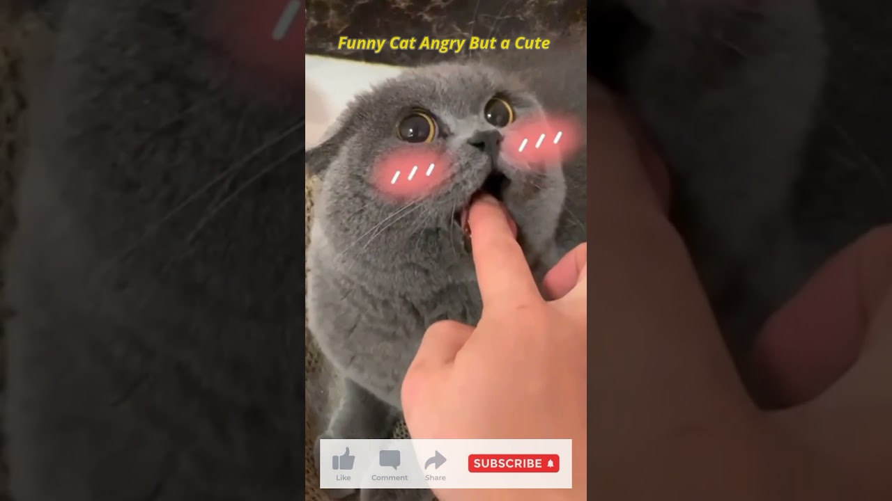 Funny Cat Angry But a Cute #shorts #funny #cat