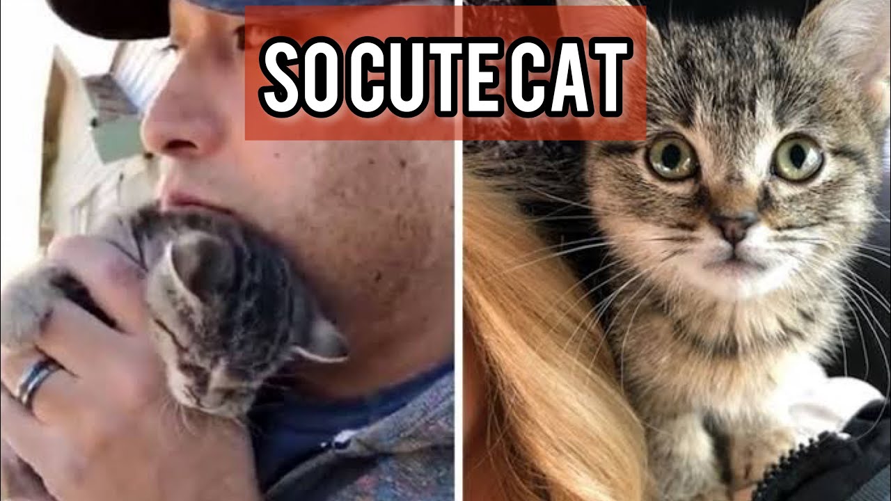 OMG Cute Kittens – Best Funny Cat Videos 2021 #67