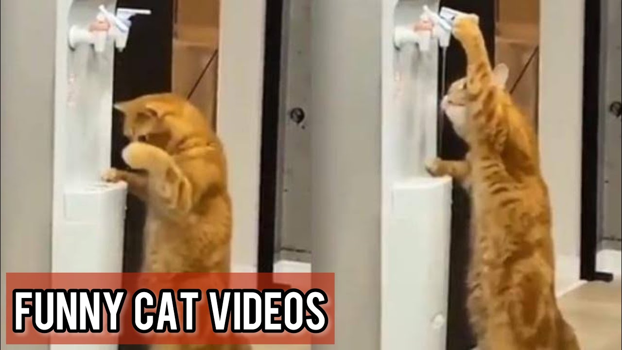 Try Not To Laugh Cats Cute Reactions – Funny Cat Videos #39