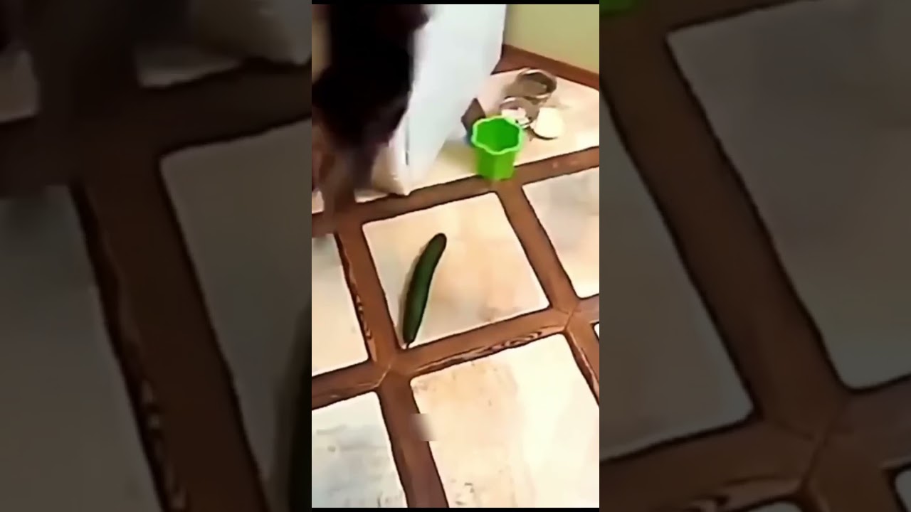 cat scared from cucumber funny #shorts #reels #fbreels #cats #funny #funnycats #animals #funnyvideo