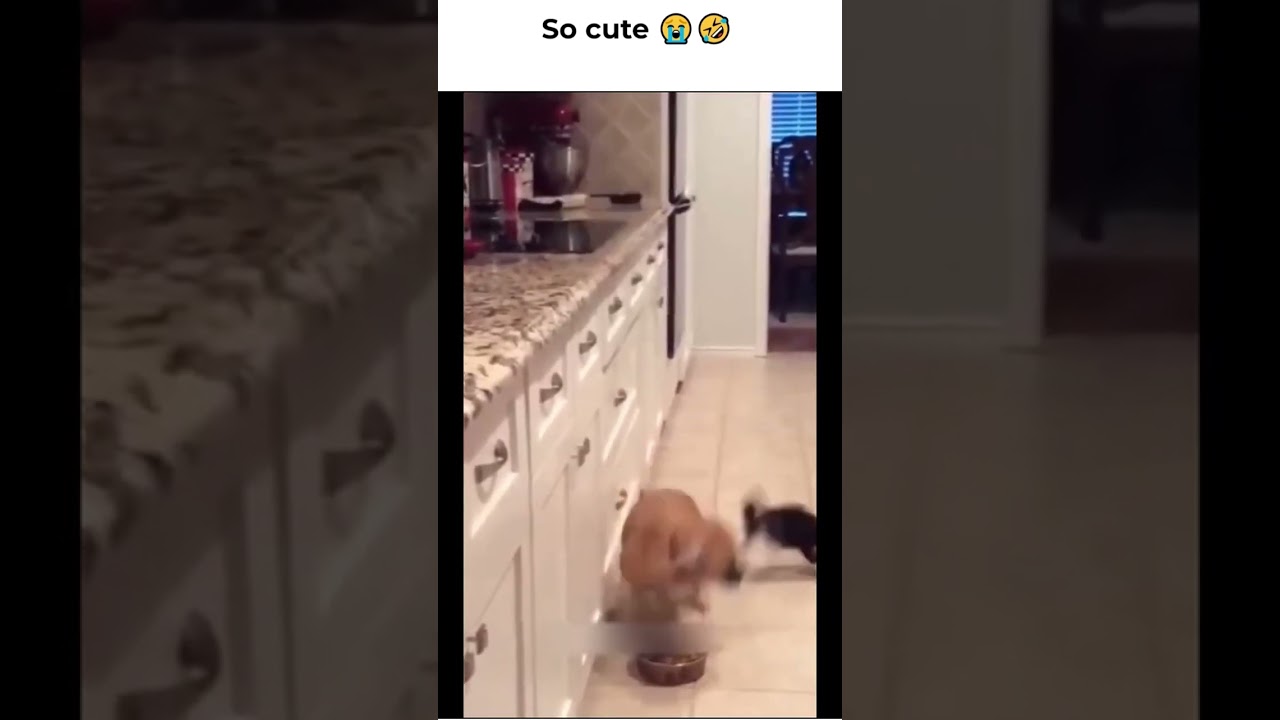 cute animals compilation #shorts #youtubeshorts #cuteanimals #animals