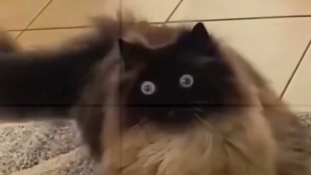Best Funniest Animal Videos 2023 – Best Cat Videos