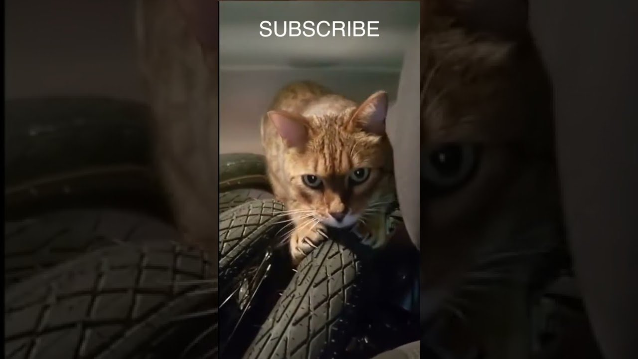 Funniest Animals - #shorts #cat #fails #funnycats #meow #catsoftiktok #funny #tiktok