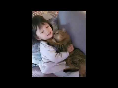 Funny CATS – HOLD YOUR LAUGH IF YOU CAN (CHALLENGE)