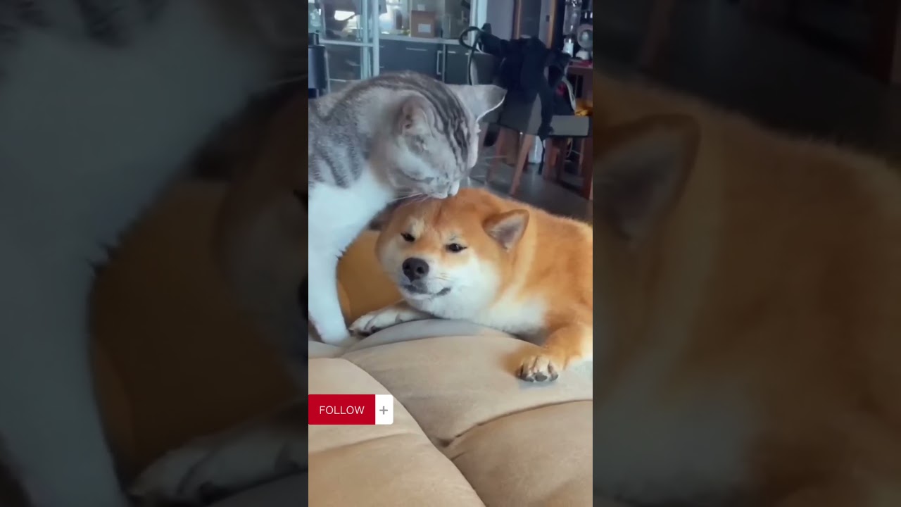 Funny Short #001 #funnycat #funnydog #viral #funnyvideo #shorts #short #trending #xuhuong #fyp