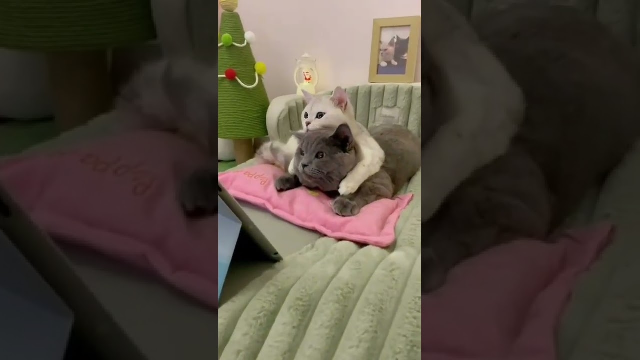 #shorts #Tiktok #Cat #funny #cute #Cats #Catmeowing #cutecats #meowsounds #kittyvideos #meowvideos