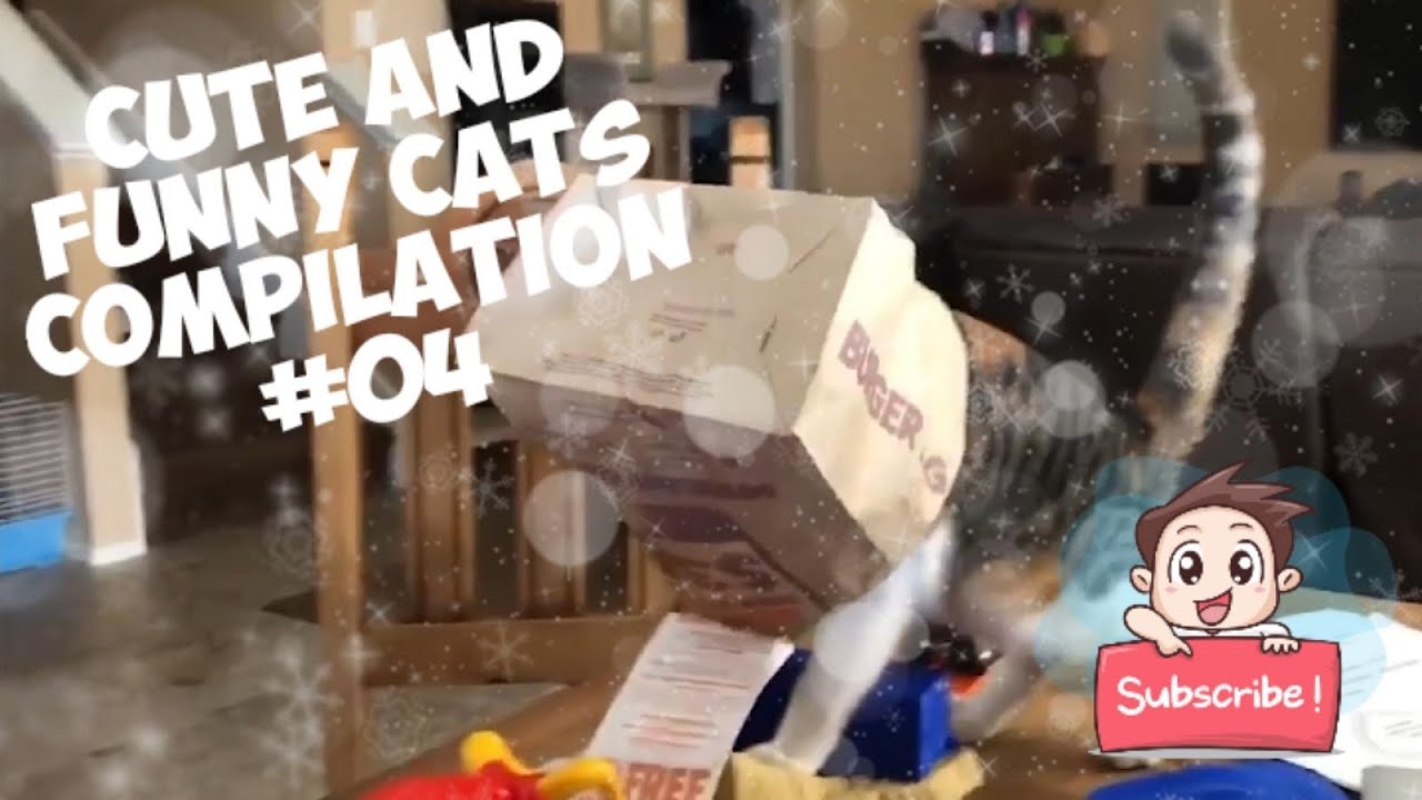 CUTE AND FUNNY CATS COMPILATION #04 | CATS Affection TV