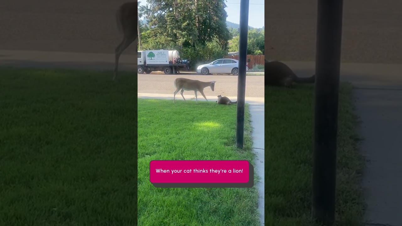 Funny Cat Playfully Sneaks Up On Deer!