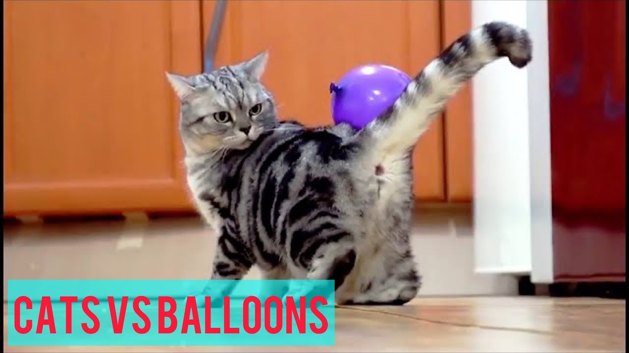Funny Cats Playing With Balloons – Cats vs Balloons Compilation #89