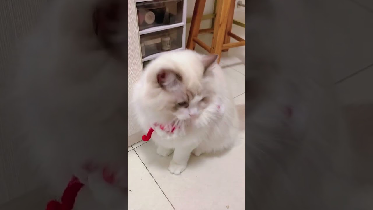 Aww cute cat videos funny 2021  CatCash Compilation china Tiktok  Cat Meow #Shorts