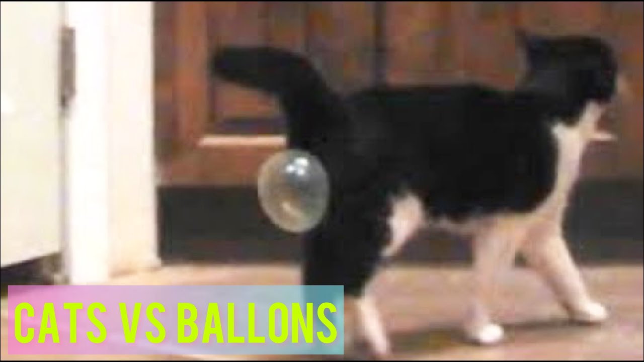 Funny Cats Playing With Balloons – Cats vs Balloons Compilation #90