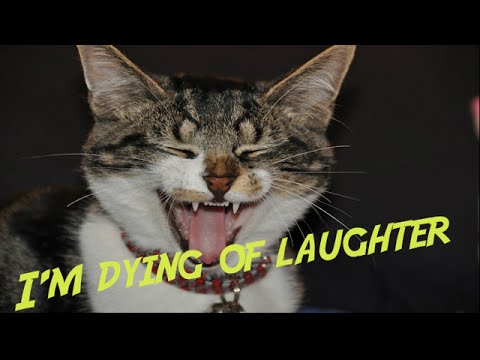 Funny Videos With Cats Funny Videos Compilation 2016