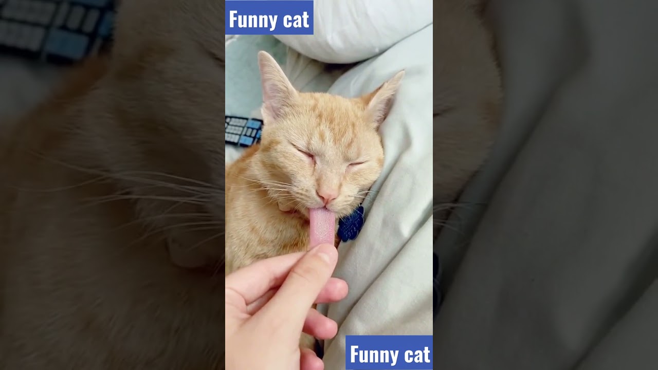 funny cat videos – funny cat reaction – funny cat moments #shorts
