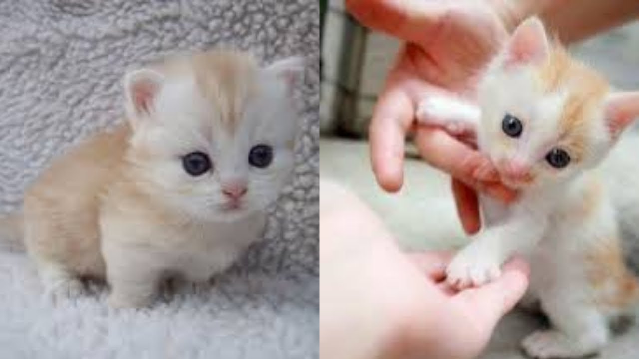 Baby Cats – Funny and Cute Cats And Kittens Videos Compilation 2021
