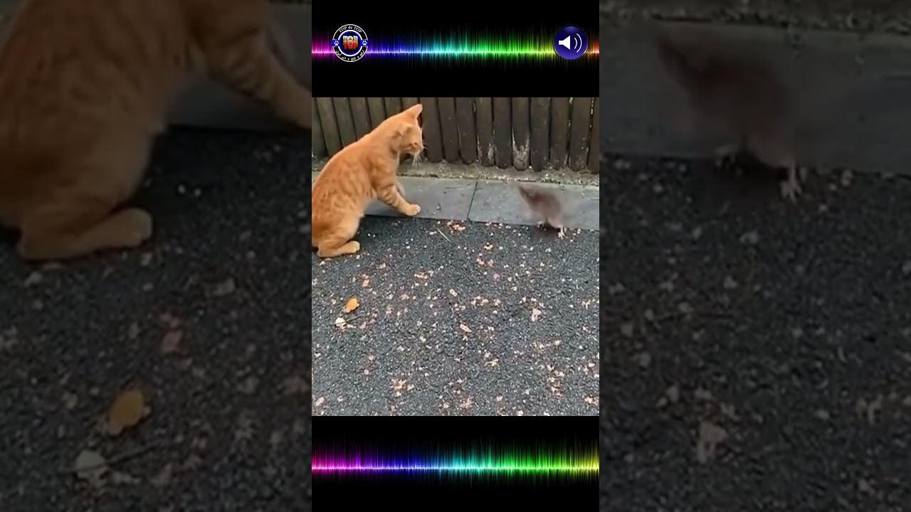 Cat vs Mouse & Rat Showdown! Hilarious Moments to Brighten Your Day #shorts