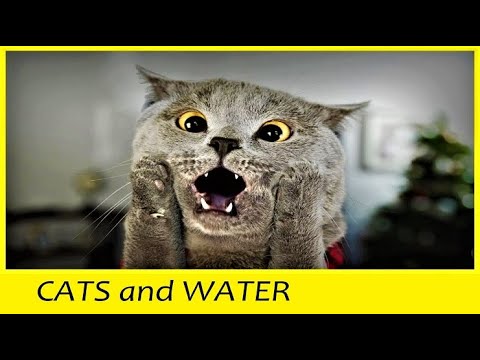 Cats and water – funny fails