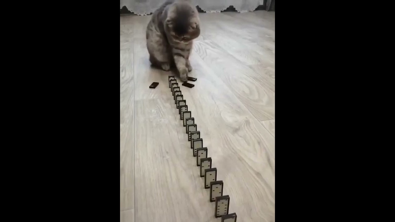 Domino Cat! Cute Cats!! Funny Cats #Shorts