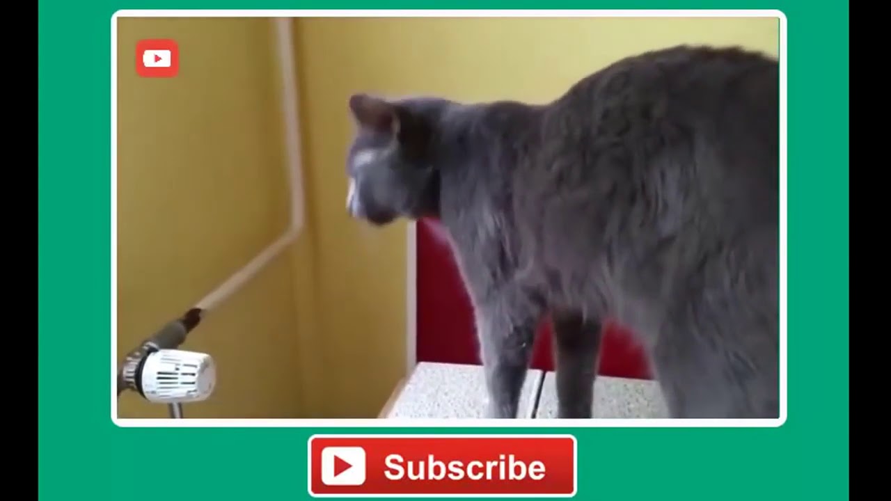 FUNNY VIDEOS  Funny Cats Compilation Most See Funny Cat Videos Ever Part 1   Forget Your Sadness